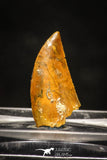 10002 - Top Quality 0.75 Inch Abelisaur Serrated Dinosaur Tooth Cretaceous KemKem
