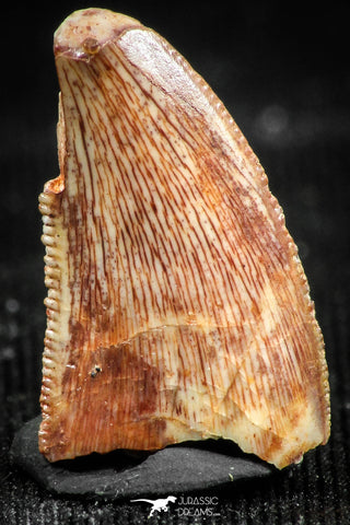 06300 - Top Beautiful 0.63 Inch Abelisaur Dinosaur Tooth Cretaceous KemKem Beds