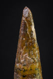 20899 - Top Beautiful 0.71 Inch Pterosaur (Coloborhynchus) Tooth Cretaceous KemKem