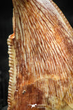 06300 - Top Beautiful 0.63 Inch Abelisaur Dinosaur Tooth Cretaceous KemKem Beds