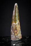 20900 - Finest Quality 0.59 Inch Pterosaur (Coloborhynchus) Tooth Cretaceous KemKem