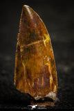 22331 - Beautiful 1.04 Inch Serrated Abelisaur Dinosaur Tooth Cretaceous KemKem Beds