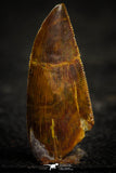 22331 - Beautiful 1.04 Inch Serrated Abelisaur Dinosaur Tooth Cretaceous KemKem Beds