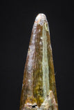 20900 - Finest Quality 0.59 Inch Pterosaur (Coloborhynchus) Tooth Cretaceous KemKem