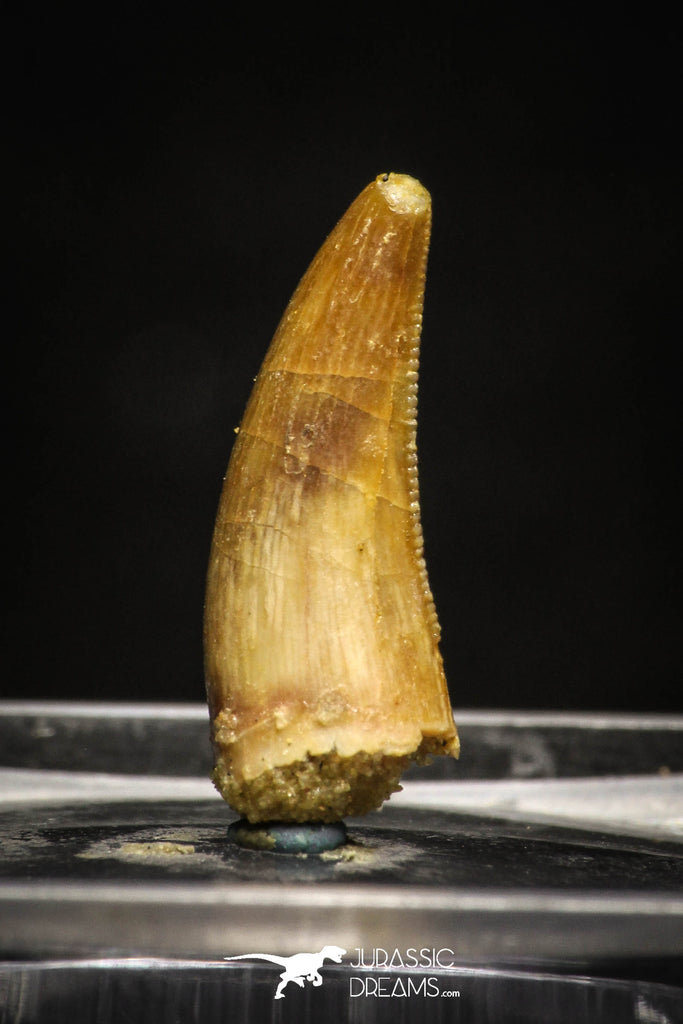 10003 - Top Quality 0.73 Inch Abelisaur Serrated Dinosaur Tooth Cretaceous KemKem