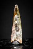 20900 - Finest Quality 0.59 Inch Pterosaur (Coloborhynchus) Tooth Cretaceous KemKem