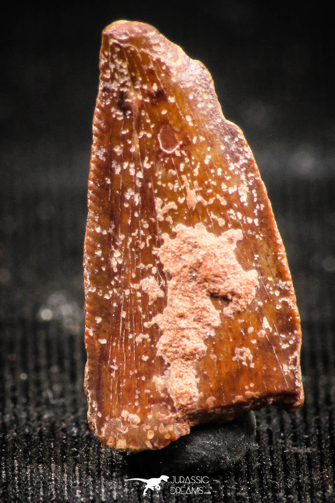 06301 - Top Beautiful 0.65 Inch Abelisaur Dinosaur Tooth Cretaceous KemKem Beds