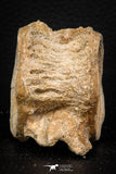 08044 - Top Beautiful 2.61 Inch Enchodus libycus Vertebra Bone Late Cretaceous