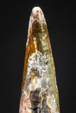 20900 - Finest Quality 0.59 Inch Pterosaur (Coloborhynchus) Tooth Cretaceous KemKem
