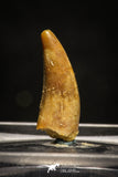 10003 - Top Quality 0.73 Inch Abelisaur Serrated Dinosaur Tooth Cretaceous KemKem