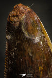 22332 - Beautiful 1.04 Inch Serrated Abelisaur Dinosaur Tooth Cretaceous KemKem Beds