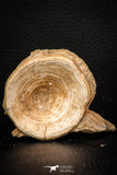 08044 - Top Beautiful 2.61 Inch Enchodus libycus Vertebra Bone Late Cretaceous