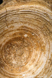 08044 - Top Beautiful 2.61 Inch Enchodus libycus Vertebra Bone Late Cretaceous