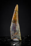 20901 - Finest Quality 0.56 Inch Pterosaur (Coloborhynchus) Tooth Cretaceous KemKem