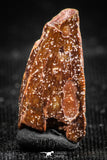 06301 - Top Beautiful 0.65 Inch Abelisaur Dinosaur Tooth Cretaceous KemKem Beds