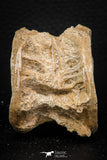 08044 - Top Beautiful 2.61 Inch Enchodus libycus Vertebra Bone Late Cretaceous