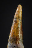 20901 - Finest Quality 0.56 Inch Pterosaur (Coloborhynchus) Tooth Cretaceous KemKem