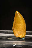 10004 - Top Quality 0.61 Inch Abelisaur Serrated Dinosaur Tooth Cretaceous KemKem