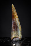 20901 - Finest Quality 0.56 Inch Pterosaur (Coloborhynchus) Tooth Cretaceous KemKem