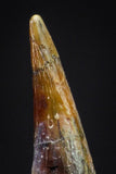 20901 - Finest Quality 0.56 Inch Pterosaur (Coloborhynchus) Tooth Cretaceous KemKem
