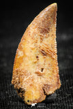 06302 - Nice Serrated 0.77 Inch Abelisaur Dinosaur Tooth Cretaceous KemKem Beds