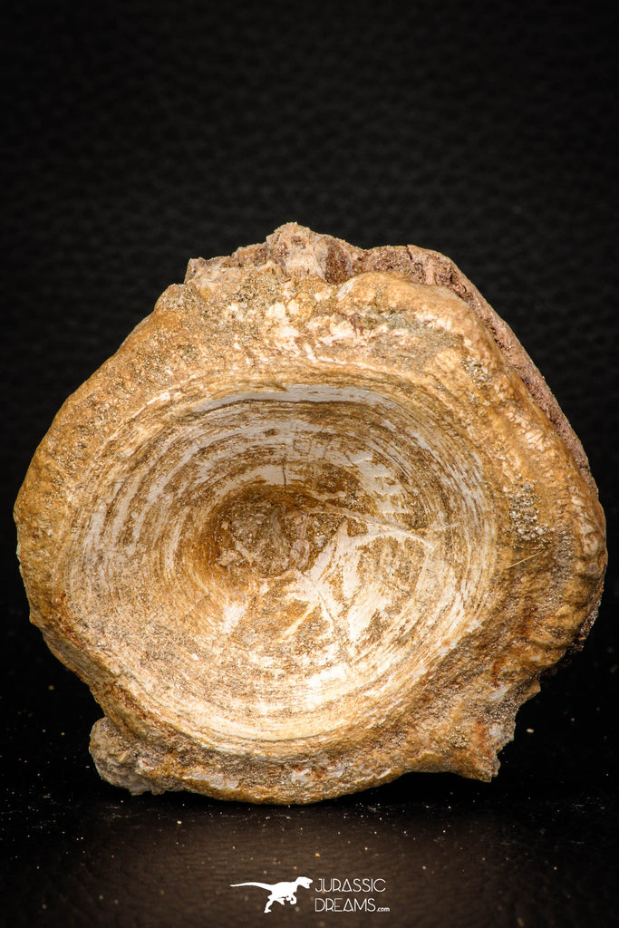 08045 - Top Beautiful 2.81 Inch Enchodus libycus Vertebra Bone Late Cretaceous