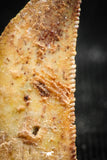 06302 - Nice Serrated 0.77 Inch Abelisaur Dinosaur Tooth Cretaceous KemKem Beds
