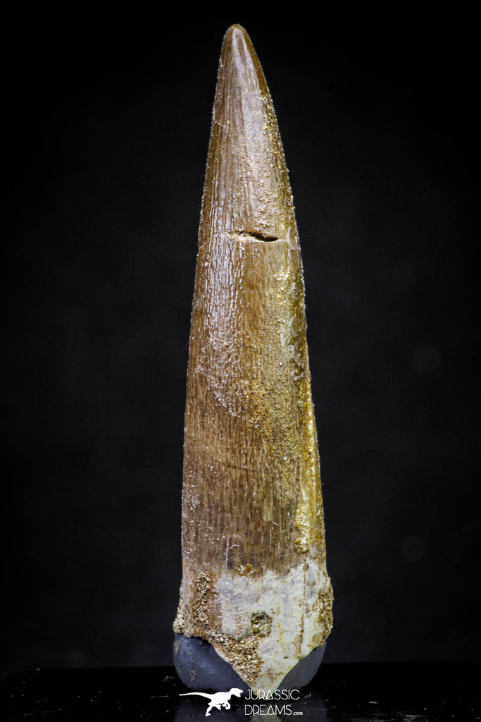 20902 - Nicely Preserved 2.28 Inch Partially Rooted Elasmosaur (Zarafasaura oceanis) Tooth