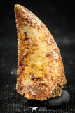 06302 - Nice Serrated 0.77 Inch Abelisaur Dinosaur Tooth Cretaceous KemKem Beds