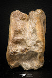 08045 - Top Beautiful 2.81 Inch Enchodus libycus Vertebra Bone Late Cretaceous