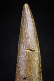 20902 - Nicely Preserved 2.28 Inch Partially Rooted Elasmosaur (Zarafasaura oceanis) Tooth