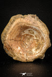 08045 - Top Beautiful 2.81 Inch Enchodus libycus Vertebra Bone Late Cretaceous