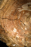 08045 - Top Beautiful 2.81 Inch Enchodus libycus Vertebra Bone Late Cretaceous