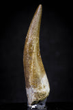 20902 - Nicely Preserved 2.28 Inch Partially Rooted Elasmosaur (Zarafasaura oceanis) Tooth