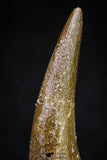 20902 - Nicely Preserved 2.28 Inch Partially Rooted Elasmosaur (Zarafasaura oceanis) Tooth