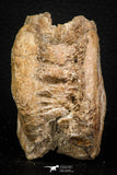08045 - Top Beautiful 2.81 Inch Enchodus libycus Vertebra Bone Late Cretaceous