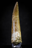 20902 - Nicely Preserved 2.28 Inch Partially Rooted Elasmosaur (Zarafasaura oceanis) Tooth