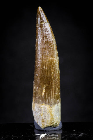 20903 - Nicely Preserved 1.95 Inch Partially Rooted Elasmosaur (Zarafasaura oceanis) Tooth