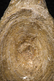 08046 - Top Beautiful 3.14 Inch Enchodus libycus Vertebra Bone Late Cretaceous