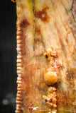 06303 - Beautiful 0.74 Inch Abelisaur Dinosaur Tooth Cretaceous KemKem Beds