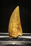 10007 - Top Quality 0.87 Inch Abelisaur Serrated Dinosaur Tooth Cretaceous KemKem