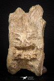 08046 - Top Beautiful 3.14 Inch Enchodus libycus Vertebra Bone Late Cretaceous