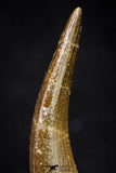 20903 - Nicely Preserved 1.95 Inch Partially Rooted Elasmosaur (Zarafasaura oceanis) Tooth