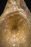 08046 - Top Beautiful 3.14 Inch Enchodus libycus Vertebra Bone Late Cretaceous