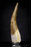 20903 - Nicely Preserved 1.95 Inch Partially Rooted Elasmosaur (Zarafasaura oceanis) Tooth