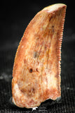 06304 - Top Quality 0.76 Inch Abelisaur Dinosaur Tooth Cretaceous KemKem Beds