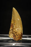10007 - Top Quality 0.87 Inch Abelisaur Serrated Dinosaur Tooth Cretaceous KemKem