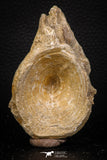 08046 - Top Beautiful 3.14 Inch Enchodus libycus Vertebra Bone Late Cretaceous