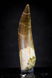 20903 - Nicely Preserved 1.95 Inch Partially Rooted Elasmosaur (Zarafasaura oceanis) Tooth