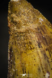 22336 - Beautiful Serrated 1.41 Inch Carcharodontosaurus Dinosaur Tooth KemKem